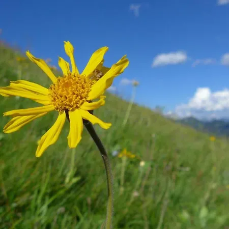 Rief Ingrid Und Hubert 아파트 *