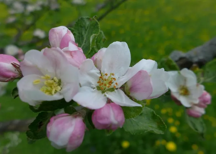 Rief Ingrid Und Hubert Tannheim