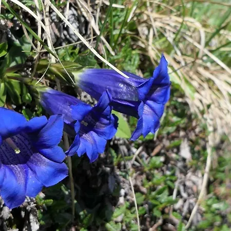 Rief Ingrid Und Hubert Daire *