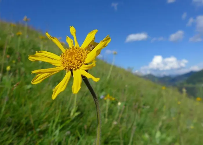 Rief Ingrid Und Hubert 아파트 *